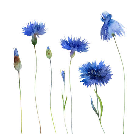 Watercolor blue cornflowers isolated on white backgroundの写真素材
