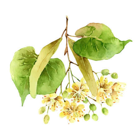 Linden flowers isolated on white backgroundのイラスト素材