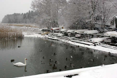 Ducks and Swan near coast in winterの写真素材