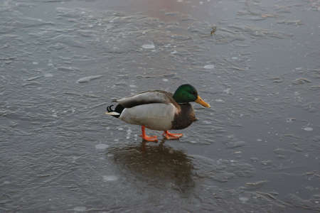 Duck standing on iceの写真素材