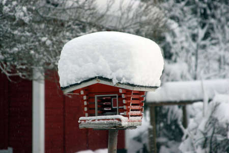 Bird feeding place in winterの写真素材