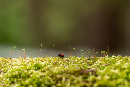 Ladybug on green moss in the forest. Natural macro photography. ladybug on a tree trunk covered with moss and small plants against the background of a blurry forest and sun raysの写真素材