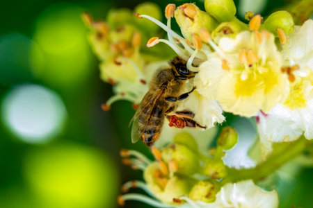 Bee pollinates a white flower of a horse-chestnut tree