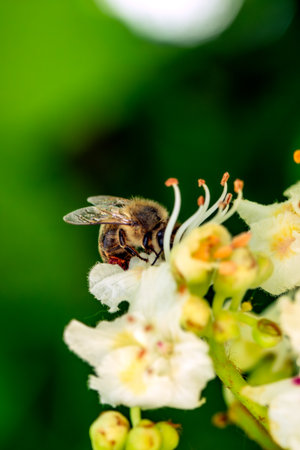 Bee on the flower of a horse-chestnut, Pollen
