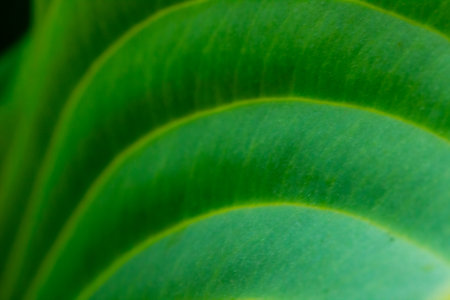 Close up of green leaf texture for background. (Selective focus)
