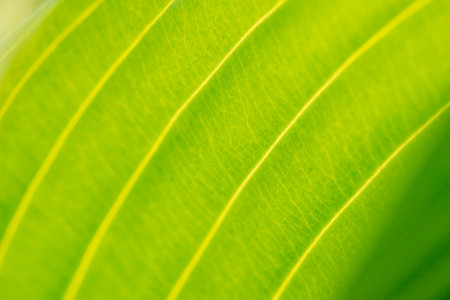 green leaf texture, closeup of green leaf texture, green leaf background