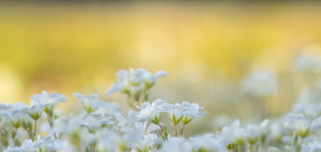 Beautiful spring flowers in the garden. Soft focus, shallow DOF.の写真素材