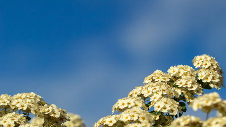 White flowers on a background of the blue sky. Blurred background.