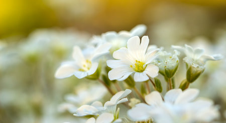Close up of white flowers in the garden. Soft focus and shallow DOF.の写真素材