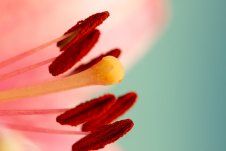 close up of pink lily flower pistil and stamens