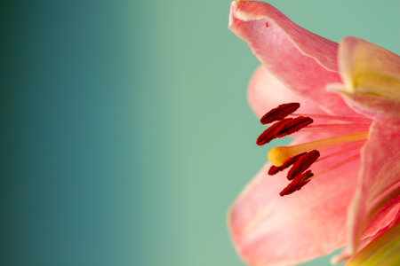 Close up of pink lily flower on blue background with copy space