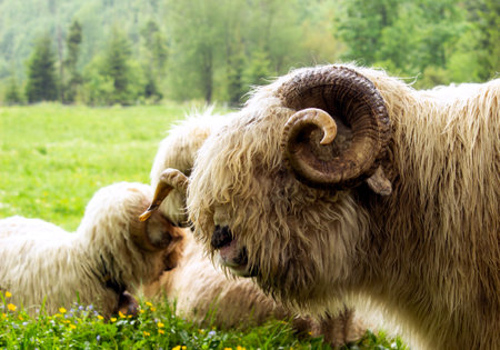 Sheep and lambs on a green meadow