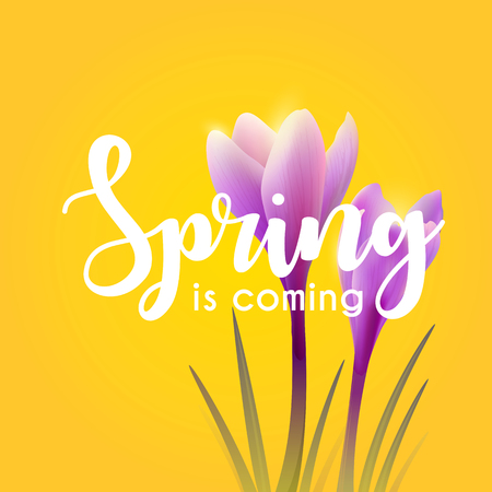 Hello spring illustration.のイラスト素材