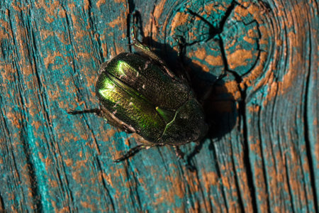Chrysolina graminis leaf beetle on a blue-orange wooden board. Close-up of a tansy beetle.の写真素材