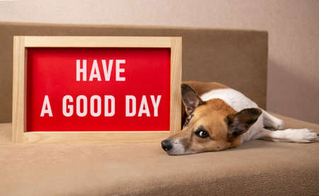 Dog lying on the sofa with blurred the poster in the frame with a message have a good dayの写真素材