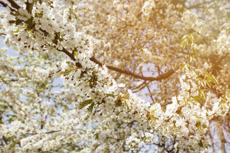 Cherry blossom in the garden with green leaves. Many blooming white flowers on the branches of a...