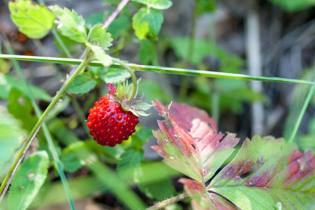 Closeup of ripe wild strawberry hanging on stem on a meadow. Outdoor shootの写真素材