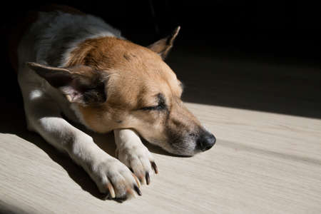 Close up portrait of a cute dog. Jack russell terrier sleeping on the floor in the sun with his eyes closed.の写真素材