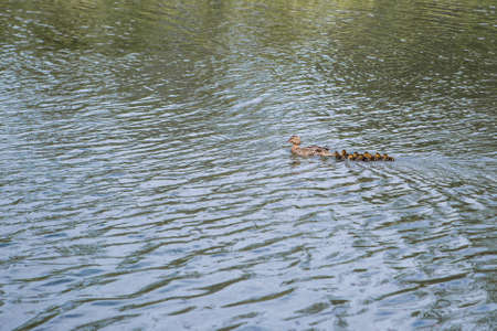 Cute ducklings follow their mother duck in a queue on the lakeの写真素材
