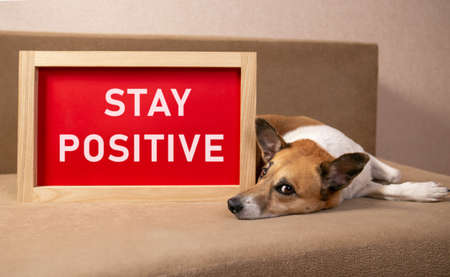 Portrait of cute dog lying on sofa with board inscription Stay Positive.の写真素材