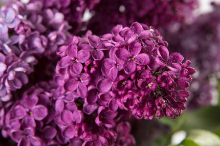 Close up of spring lilac violet flowers with drops of water.の写真素材