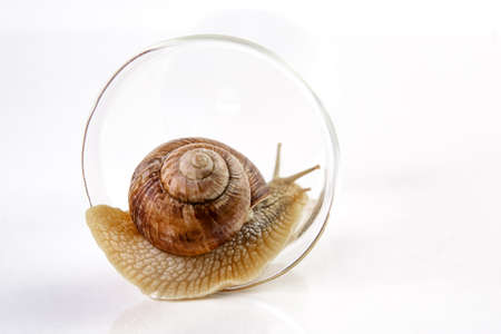 A grape snail with a brown shell crawls along the edge of a glass cup on a white background.の写真素材
