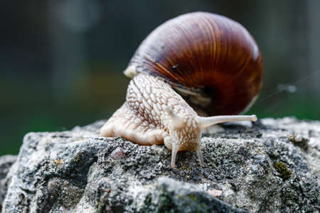 A close up of a snail walking on old gray stone in wildlife.の写真素材