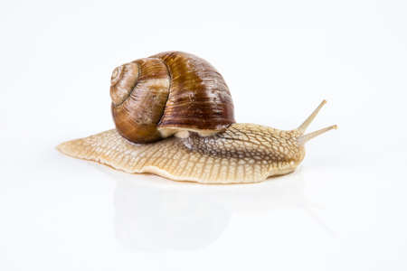 Helix pomatia. Studio shot of garden snail on white background.の写真素材