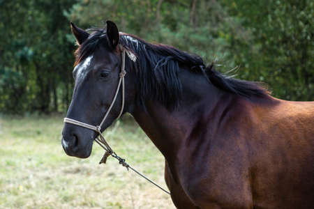Portrait of a beautiful young dark horse on naturally green background.の写真素材