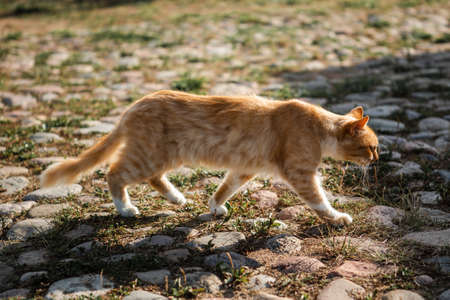 A red old cat is walking on the cobbles of the old city.の写真素材