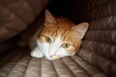 Close up photo of red cat with green eyes looking straight towards camera.の写真素材