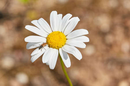 Close up of a beautiful daisy flower with bug on brown background. Sunny day.の写真素材