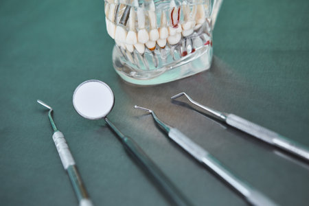 Teeth model with dental tools on gray background. Concept of dentistry and dental health.