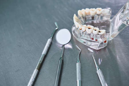 Teeth model with dental tools on gray background. Concept of dentistry and dental health.の写真素材