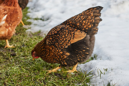 Farm scene, Brown Chicken nibbling grass farm land.の写真素材
