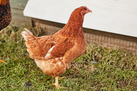 Farm scene, Brown Chicken nibbling grass farm land.の写真素材