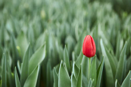 One red tulip on a background of green leaves greenhouse. Blurred background.の写真素材