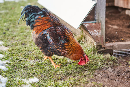Farm scene, Brown Chicken nibbling grass farm land.の写真素材