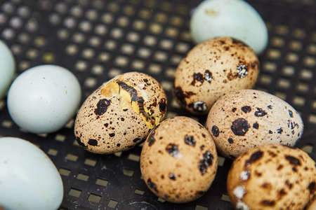 Cracked egg from which should emerge a newborn quail in the incubator. Close up.