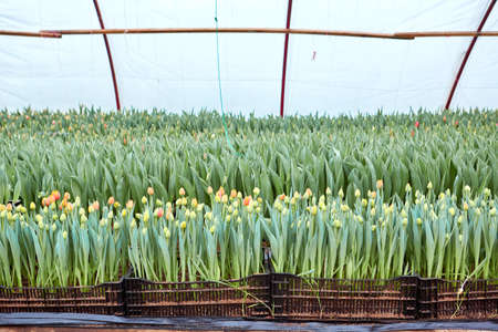 Buds of colorful tulips with fresh green leaves in soft lights at blur background. Hollands tulip bloom in an orangery in spring season.の写真素材