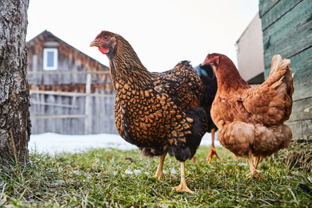Farm scene, Brown Chicken nibbling grass farm land.の写真素材