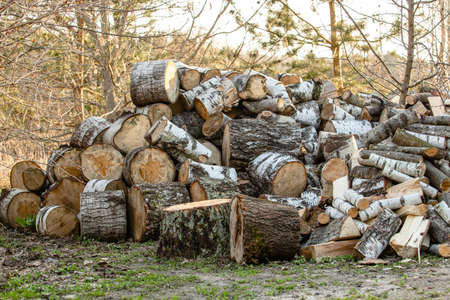 A big pile round cuts of wood. The logs are sawed from the trunks of birch stacked in a pile. Birch firewood.の写真素材