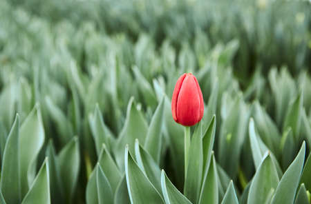 One red tulip on a background of green leaves greenhouse. Blurred background.の写真素材
