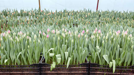 Buds of rose tulips with fresh green leaves in soft lights. Hollands tulip bloom in an orangery in spring season.の写真素材