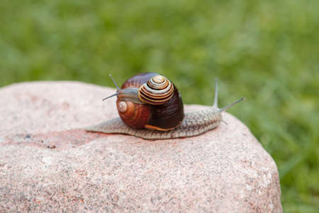 A small snail sits on a large snail that crawls on a big red stone.の写真素材