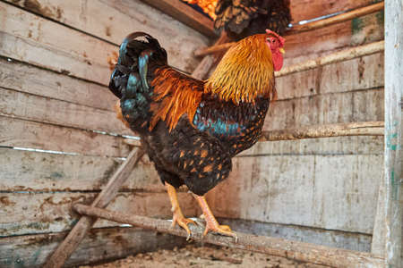 Close up of brown domestic rooster with beautiful orange feathers in henhouse.の写真素材