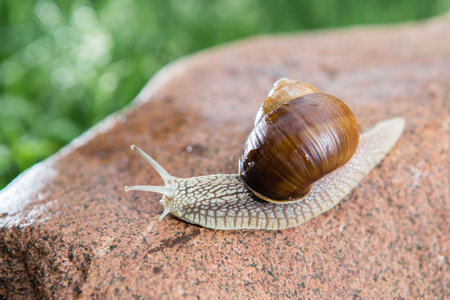 Big grape snail is walking on the red stone. Green grass on background.の写真素材