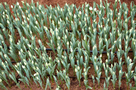 Buds of white tulips with fresh green leaves in soft lights. Hollands tulip bloom in an orangery in spring season.の写真素材