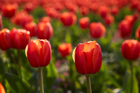 Beautiful floral background of bright red Dutch tulips blooming in the garden on the sunset with a green foliage. Selective focus.の写真素材