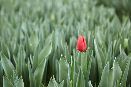 One red tulip on a background of green leaves greenhouse. Blurred background.の写真素材